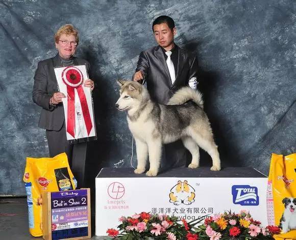 北京cku认证犬舍(广州cku认证犬舍)-警犬训练器材厂家 _警犬训练用品_工作犬训练用品-南京开久警犬装备