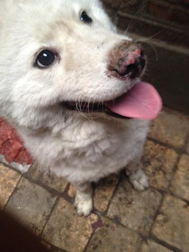 小狗鼻子发干怎么回事(小狗鼻子干没精神怎么回事呀)-警犬训练器材厂家 _警犬训练用品_工作犬训练用品-南京开久警犬装备