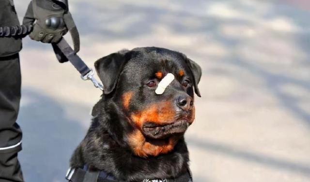 防暴犬 *** (防暴犬 *** 多少钱)-警犬训练器材厂家 _警犬训练用品_工作犬训练用品-南京开久警犬装备