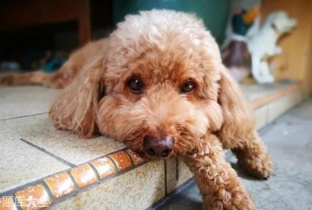 泰迪狗狗突然一直撅 *** 怎么回事 - 警犬训练器材厂家 _警犬训练用品_工作犬训练用品-南京开久警犬装备-警犬训练器材厂家 _警犬训练用品_工作犬训练用品-南京开久警犬装备