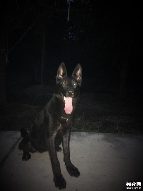 东德牧羊犬狠灰色(浅狼灰色东德牧羊犬 *** )-警犬训练器材厂家 _警犬训练用品_工作犬训练用品-南京开久警犬装备