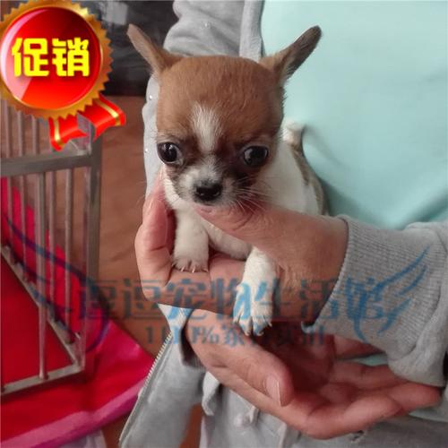 小型宠物狗价格(小型宠物狗推荐)-警犬训练器材厂家 _警犬训练用品_工作犬训练用品-南京开久警犬装备