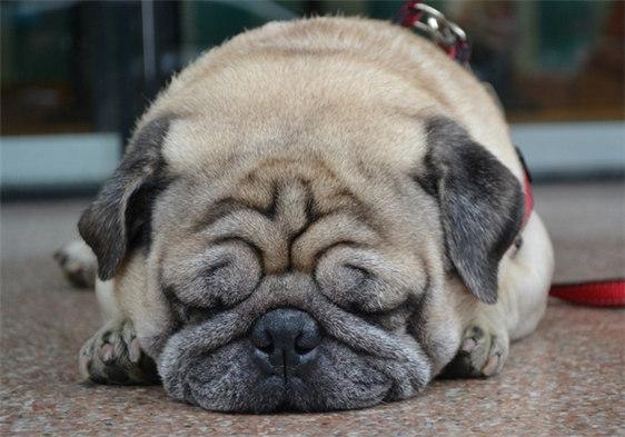 沙皮狗多少钱一只(沙皮狗多少钱一只白色)-警犬训练器材厂家 _警犬训练用品_工作犬训练用品-南京开久警犬装备