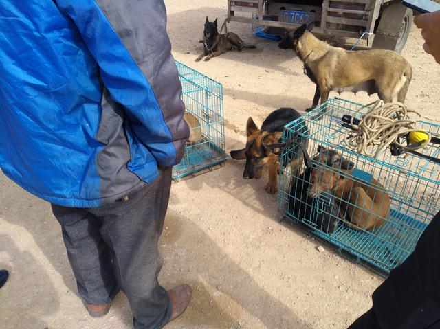 正宗德国黑背牧羊犬(德国黑背犬和牧羊犬)-警犬训练器材厂家 _警犬训练用品_工作犬训练用品-南京开久警犬装备