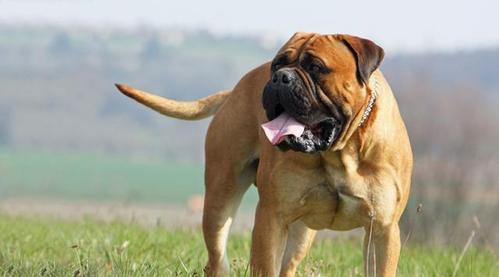 家庭护卫犬有哪些(大型家庭护卫犬) - 警犬训练器材厂家 _警犬训练用品_工作犬训练用品-南京开久警犬装备-警犬训练器材厂家 _警犬训练用品_工作犬训练用品-南京开久警犬装备