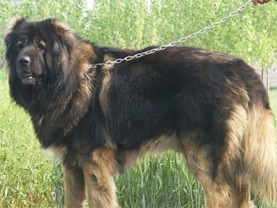 高加索犬详细介绍(高加索犬介绍 *** )-警犬训练器材厂家 _警犬训练用品_工作犬训练用品-南京开久警犬装备