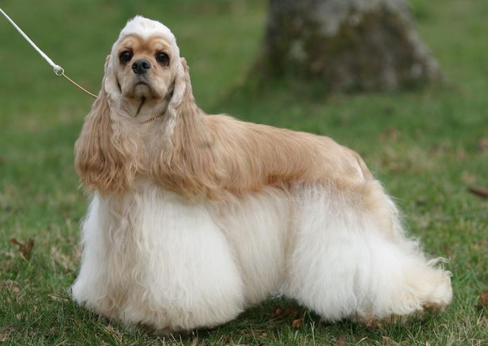 美国可卡犬多少钱(可卡犬多少钱一只 *** )-警犬训练器材厂家 _警犬训练用品_工作犬训练用品-南京开久警犬装备