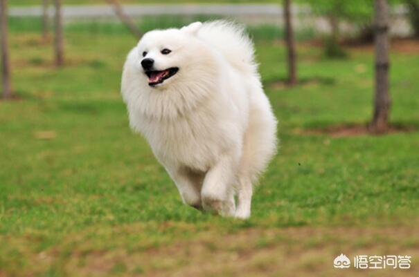 萨摩耶犬吃什么好？萨摩耶犬幼犬吃什么-警犬训练器材厂家 _警犬训练用品_工作犬训练用品-南京开久警犬装备