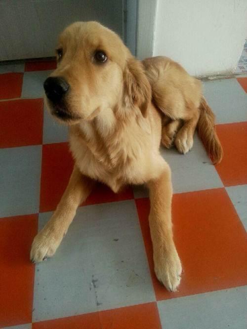 金毛幼犬三个月什么样(金毛幼犬长什么样)-警犬训练器材厂家 _警犬训练用品_工作犬训练用品-南京开久警犬装备