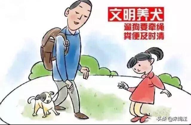 灵缇犬喜欢乱跑萌宠-警犬训练器材厂家 _警犬训练用品_工作犬训练用品-南京开久警犬装备