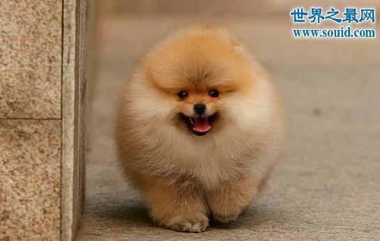 博美犬的寿命是多少年_长不大的博美犬寿命最多是多少年-警犬训练器材厂家 _警犬训练用品_工作犬训练用品-南京开久警犬装备