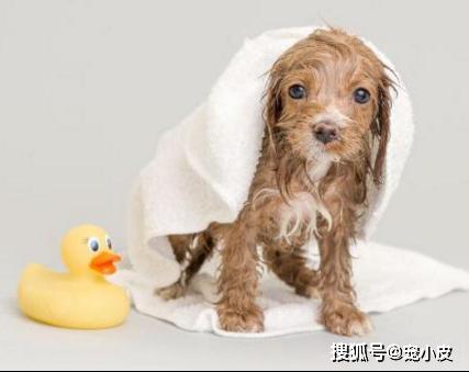 第一次怎么给小狗洗澡(小狗第一次洗澡后精神不好) - 警犬训练器材厂家 _警犬训练用品_工作犬训练用品-南京开久警犬装备-警犬训练器材厂家 _警犬训练用品_工作犬训练用品-南京开久警犬装备