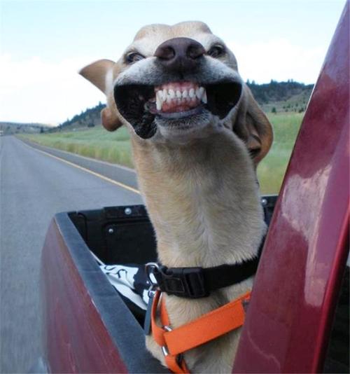 狗狗新闻，狗狗新闻作文 - 警犬训练器材厂家 _警犬训练用品_工作犬训练用品-南京开久警犬装备-警犬训练器材厂家 _警犬训练用品_工作犬训练用品-南京开久警犬装备