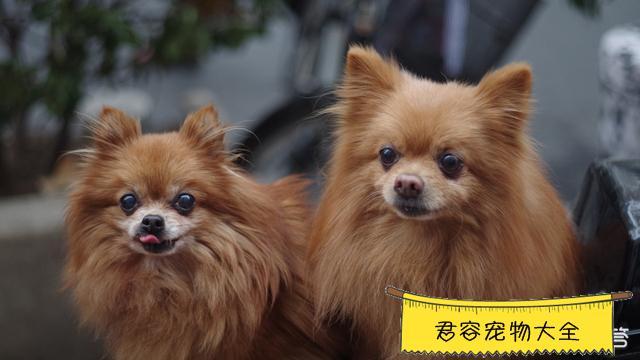 博美犬多少钱一只(博美犬寿命一般多少年)-警犬训练器材厂家 _警犬训练用品_工作犬训练用品-南京开久警犬装备