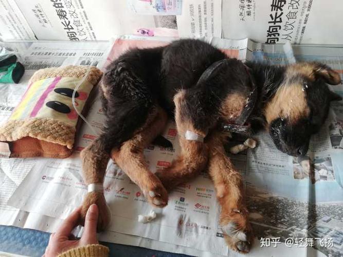 狗瘟症状(犬瘟病的症状是什么) - 警犬训练器材厂家 _警犬训练用品_工作犬训练用品-南京开久警犬装备-警犬训练器材厂家 _警犬训练用品_工作犬训练用品-南京开久警犬装备