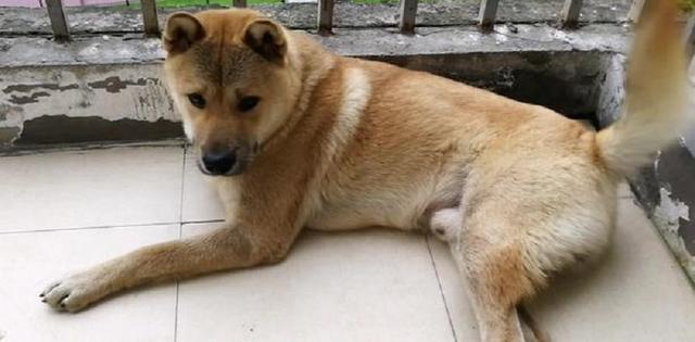 白色狮子狗是什么品种？lol狮子狗是什么品种 - 警犬训练器材厂家 _警犬训练用品_工作犬训练用品-南京开久警犬装备-警犬训练器材厂家 _警犬训练用品_工作犬训练用品-南京开久警犬装备