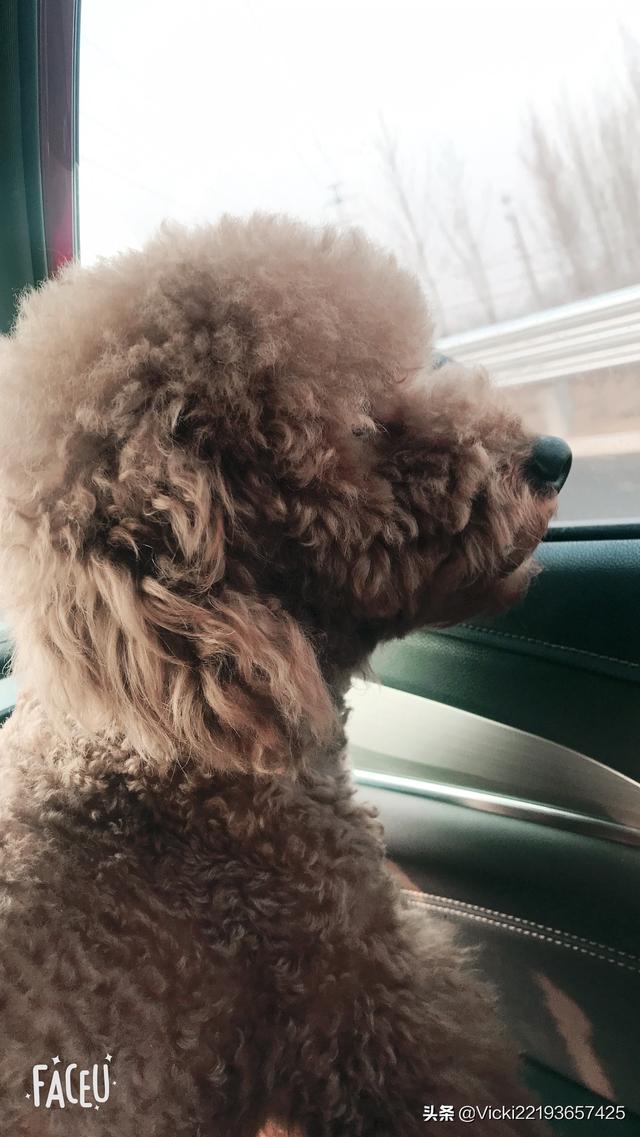 小狗适合吃什么？狗都吃些什么-警犬训练器材厂家 _警犬训练用品_工作犬训练用品-南京开久警犬装备