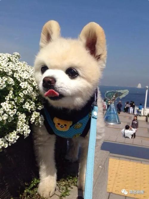 犬俊介君(犬俊介君 *** ) - 警犬训练器材厂家 _警犬训练用品_工作犬训练用品-南京开久警犬装备-警犬训练器材厂家 _警犬训练用品_工作犬训练用品-南京开久警犬装备