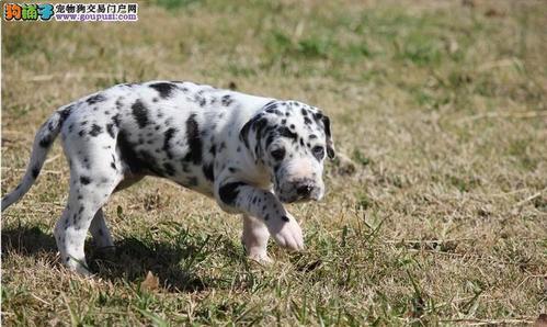 你还记得斑点狗吗?多少钱能买?狗狗品种-警犬训练器材厂家 _警犬训练用品_工作犬训练用品-南京开久警犬装备