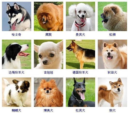 名犬介绍  各名犬图及介绍-警犬训练器材厂家 _警犬训练用品_工作犬训练用品-南京开久警犬装备