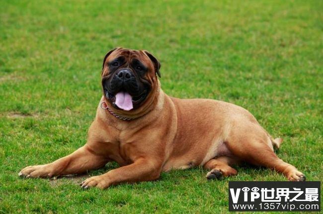 最受欢迎的犬种排名(最受欢迎的中型犬排名)-警犬训练器材厂家 _警犬训练用品_工作犬训练用品-南京开久警犬装备