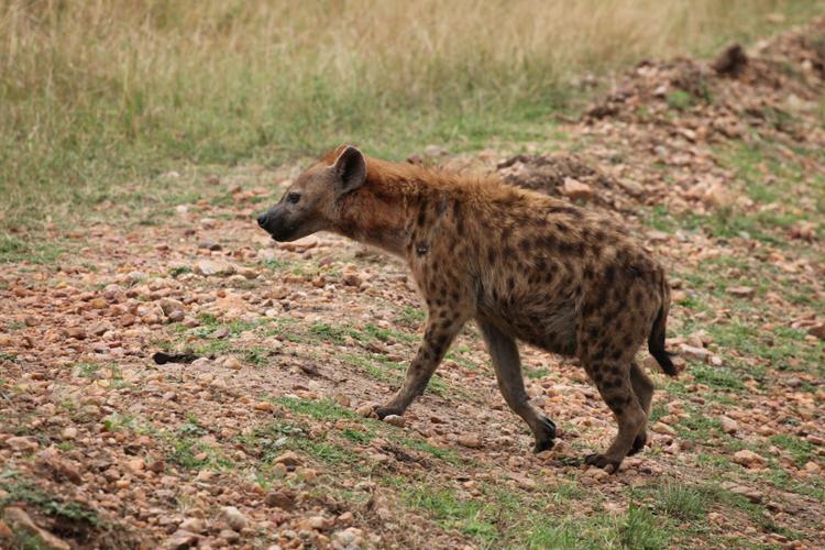 非洲宠物鬣狗(非洲野犬与鬣狗的区别)-警犬训练器材厂家 _警犬训练用品_工作犬训练用品-南京开久警犬装备