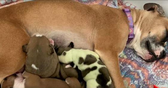 加拿大中型犬，带中型犬去加拿大-警犬训练器材厂家 _警犬训练用品_工作犬训练用品-南京开久警犬装备