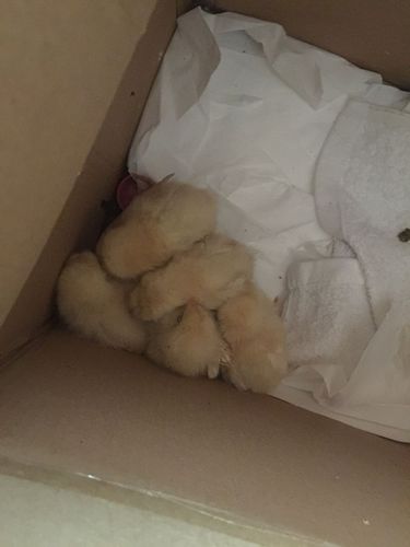 狗狗的小鸡流白色液体(狗狗有白色液体流出来是不是要生了)-警犬训练器材厂家 _警犬训练用品_工作犬训练用品-南京开久警犬装备