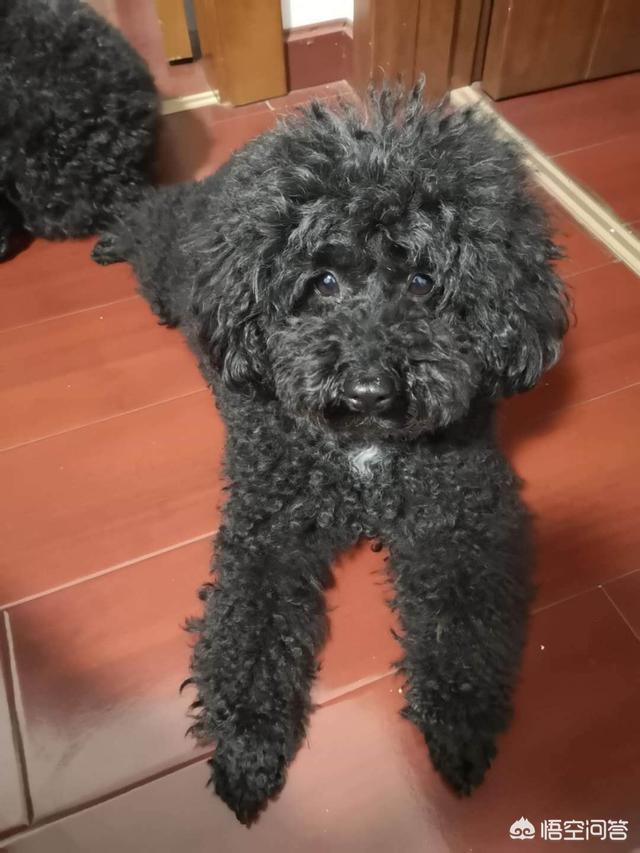 狗来月经怎么办？狗的月经期是几天-警犬训练器材厂家 _警犬训练用品_工作犬训练用品-南京开久警犬装备