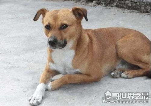 黄狗的霸气名字(给公黄狗取个霸气的名字)-警犬训练器材厂家 _警犬训练用品_工作犬训练用品-南京开久警犬装备