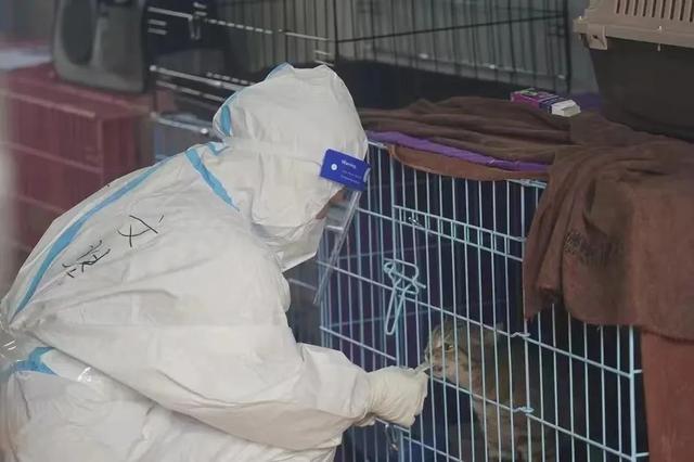 自己迷你做狗床(迷你世界床怎么做好看)-警犬训练器材厂家 _警犬训练用品_工作犬训练用品-南京开久警犬装备