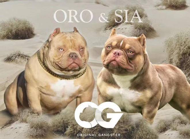 最贵的恶霸犬400万(最贵的恶霸犬400万 *** )-警犬训练器材厂家 _警犬训练用品_工作犬训练用品-南京开久警犬装备