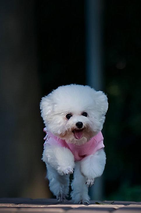 可爱的小犬种-警犬训练器材厂家 _警犬训练用品_工作犬训练用品-南京开久警犬装备