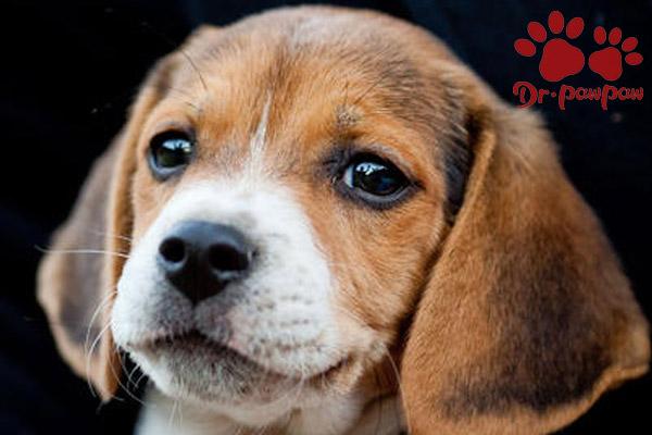 古牧犬掉毛厉害吗(古牧犬掉毛严重吗) - 警犬训练器材厂家 _警犬训练用品_工作犬训练用品-南京开久警犬装备-警犬训练器材厂家 _警犬训练用品_工作犬训练用品-南京开久警犬装备