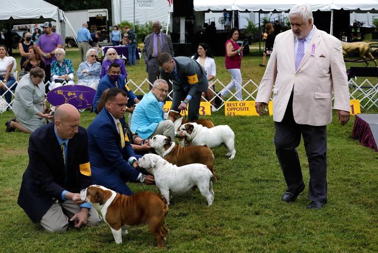 格犬展威斯敏斯特-警犬训练器材厂家 _警犬训练用品_工作犬训练用品-南京开久警犬装备