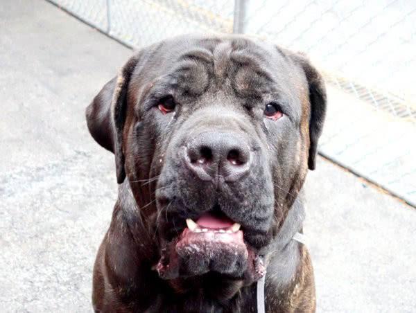 狗喘气急促解决办法(狗急促喘气是什么原因) - 警犬训练器材厂家 _警犬训练用品_工作犬训练用品-南京开久警犬装备-警犬训练器材厂家 _警犬训练用品_工作犬训练用品-南京开久警犬装备