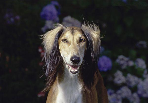 狗狗品种世界优秀猎犬十大排名-警犬训练器材厂家 _警犬训练用品_工作犬训练用品-南京开久警犬装备