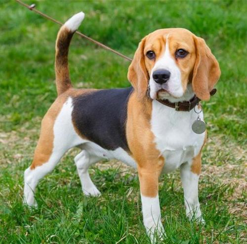 比格犬智商排名(小体犬智商排名)-警犬训练器材厂家 _警犬训练用品_工作犬训练用品-南京开久警犬装备