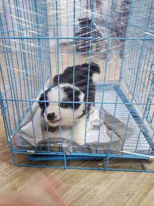 成都狗狗宠物市场在哪里(成都宠物狗狗领养吧)-警犬训练器材厂家 _警犬训练用品_工作犬训练用品-南京开久警犬装备