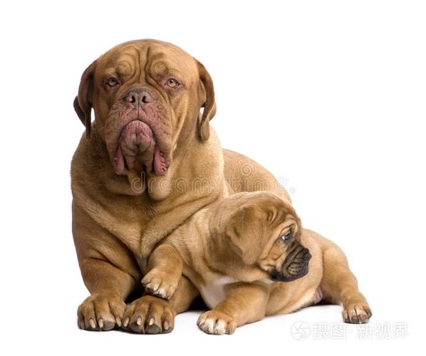 波尔多犬(波尔多犬和藏獒谁厉害)-警犬训练器材厂家 _警犬训练用品_工作犬训练用品-南京开久警犬装备