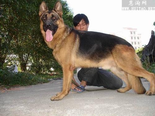 狼犬品种大全  大型狼犬品种大全-警犬训练器材厂家 _警犬训练用品_工作犬训练用品-南京开久警犬装备