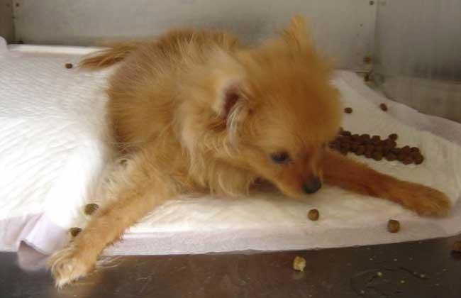 犬瘟是什么原因引起的(狗得了犬瘟怎么治) - 警犬训练器材厂家 _警犬训练用品_工作犬训练用品-南京开久警犬装备-警犬训练器材厂家 _警犬训练用品_工作犬训练用品-南京开久警犬装备