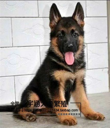 黑背和狼青犬哪个聪明(狼青和金毛哪个聪明)-警犬训练器材厂家 _警犬训练用品_工作犬训练用品-南京开久警犬装备