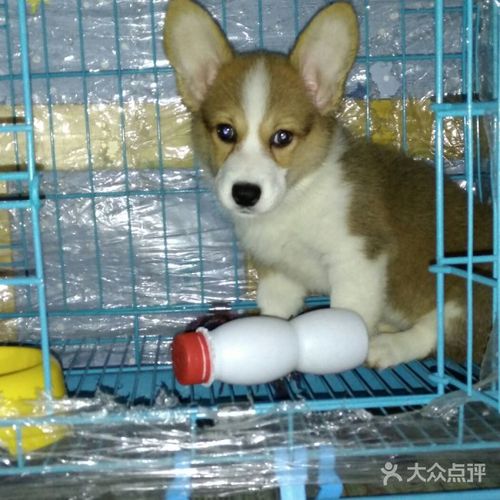 天津正规宠物店买狗(天津卖狗的宠物店) - 警犬训练器材厂家 _警犬训练用品_工作犬训练用品-南京开久警犬装备-警犬训练器材厂家 _警犬训练用品_工作犬训练用品-南京开久警犬装备