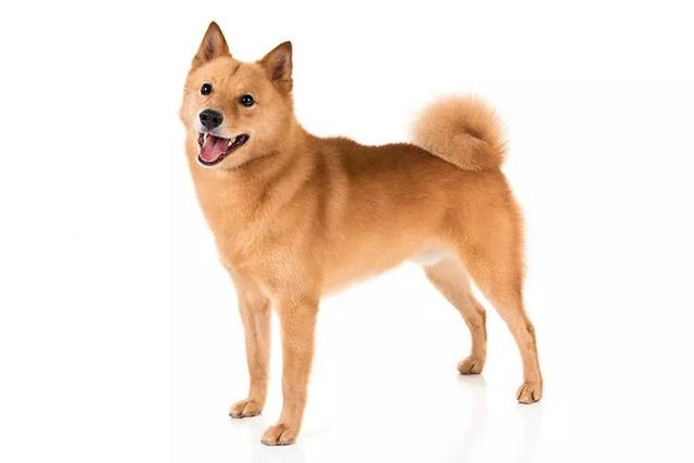 芬兰猎犬价格(芬兰猎犬 *** )-警犬训练器材厂家 _警犬训练用品_工作犬训练用品-南京开久警犬装备