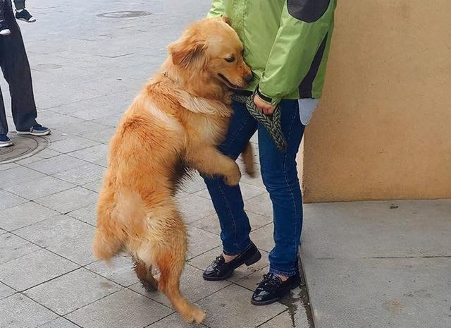 金毛狗 *** (小金毛) - 警犬训练器材厂家 _警犬训练用品_工作犬训练用品-南京开久警犬装备-警犬训练器材厂家 _警犬训练用品_工作犬训练用品-南京开久警犬装备