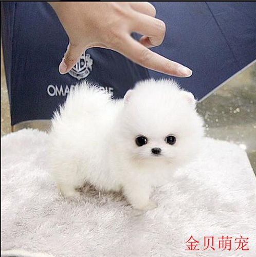 博美茶杯犬价格多少钱一只?(茶杯犬的价格是多少钱一只) - 警犬训练器材厂家 _警犬训练用品_工作犬训练用品-南京开久警犬装备-警犬训练器材厂家 _警犬训练用品_工作犬训练用品-南京开久警犬装备