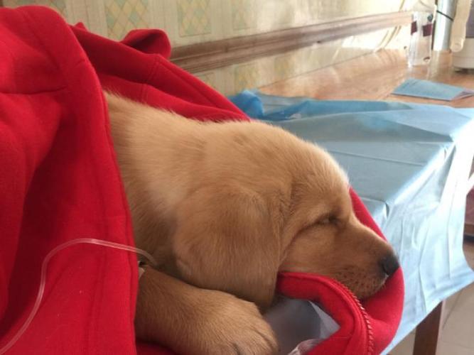 狗狗犬瘟的前兆(狗狗流鼻涕是犬瘟前兆吗)-警犬训练器材厂家 _警犬训练用品_工作犬训练用品-南京开久警犬装备