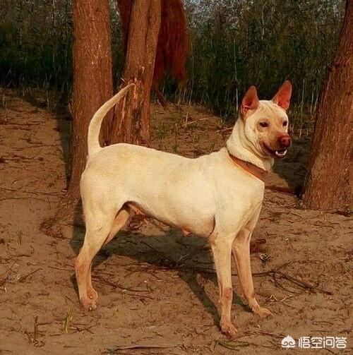 湖北箭毛猎犬出售怎么联系-警犬训练器材厂家 _警犬训练用品_工作犬训练用品-南京开久警犬装备