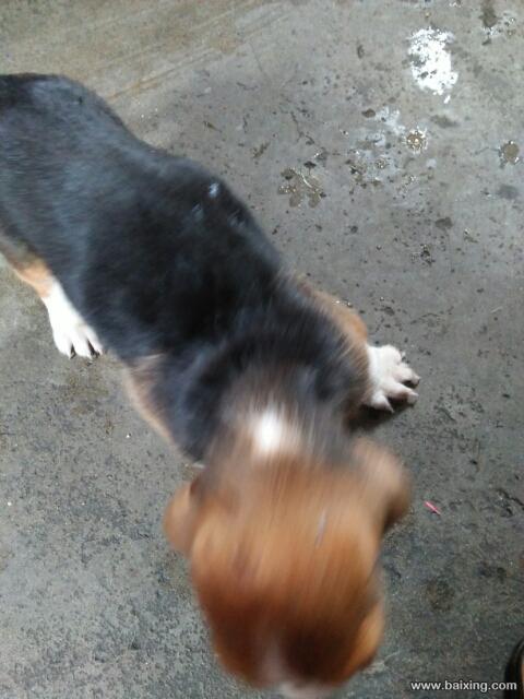 上海嘉定区宠物狗出售 - 警犬训练器材厂家 _警犬训练用品_工作犬训练用品-南京开久警犬装备-警犬训练器材厂家 _警犬训练用品_工作犬训练用品-南京开久警犬装备